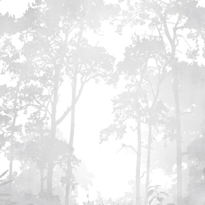 Foggy Forest